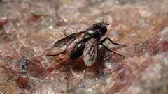 Periscepsia carbonaria