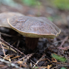 Xerocomellus zelleri