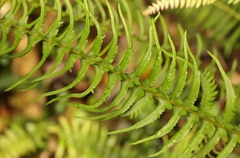Blechnum punctulatum