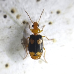 Lebiinae