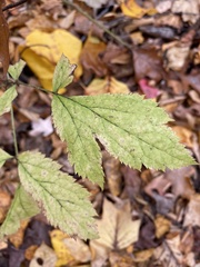 Actaea