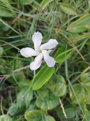Echites umbellatus
