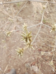 Pfaffia glomerata