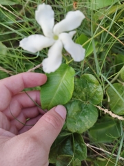 Echites umbellatus