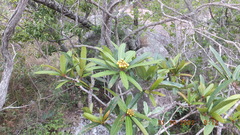 Acridocarpus natalitius