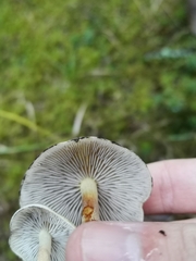 Hypholoma capnoides