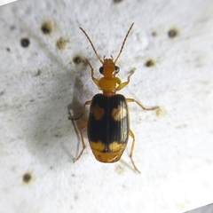 Lebiinae