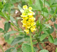 Eriosema parviflorum