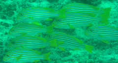 Plectorhinchus polytaenia