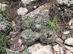 Neolloydia conoidea