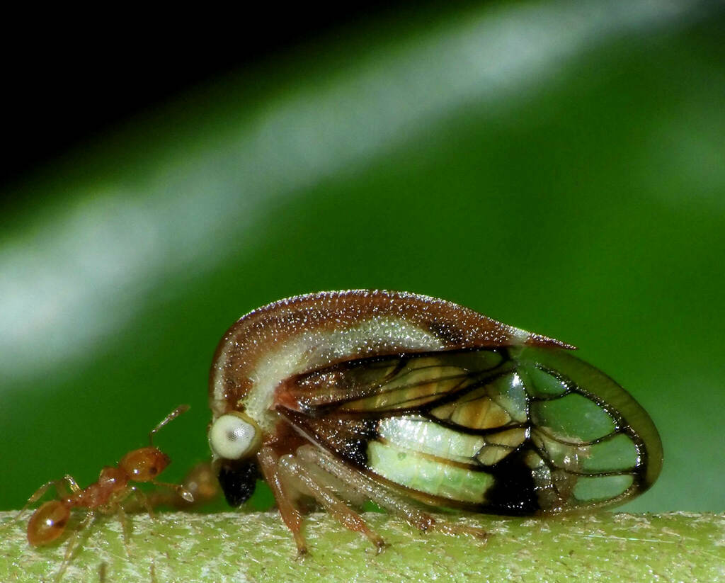 Allodrilus alboferrugineus