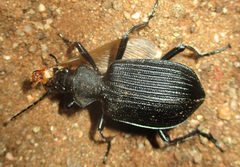 Calosoma planicolle