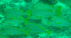 Plectorhinchus polytaenia