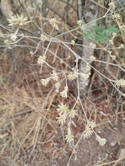 Pfaffia glomerata