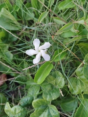 Echites umbellatus
