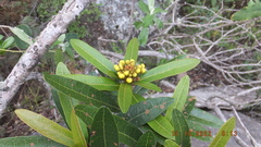 Acridocarpus natalitius