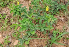 Eriosema parviflorum