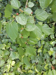 Morus nigra