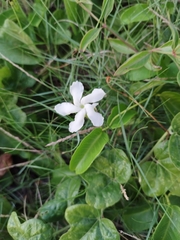 Echites umbellatus
