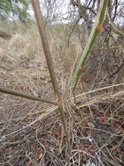 Pfaffia glomerata