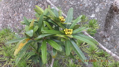 Acridocarpus natalitius