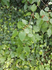 Morus nigra