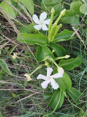 Echites umbellatus