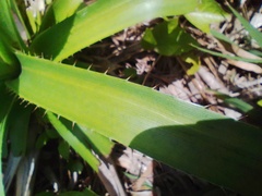 Eryngium paniculatum