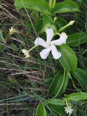 Echites umbellatus