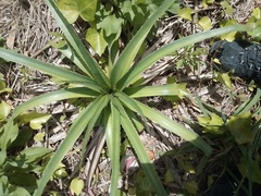 Eryngium paniculatum