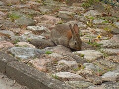 Oryctolagus cuniculus