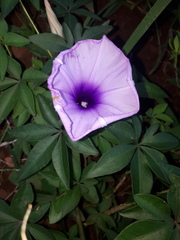 Ipomoea cairica