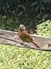 Tachyphonus coronatus