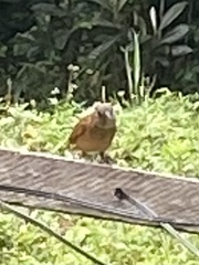 Tachyphonus coronatus