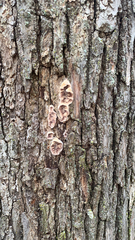 Chondrostereum purpureum