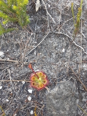 Drosera xerophila