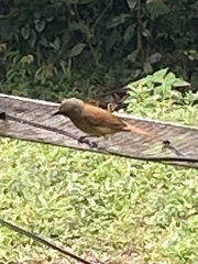 Tachyphonus coronatus