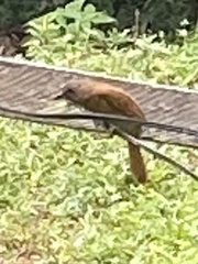 Tachyphonus coronatus