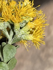 Ericameria cuneata spathulata