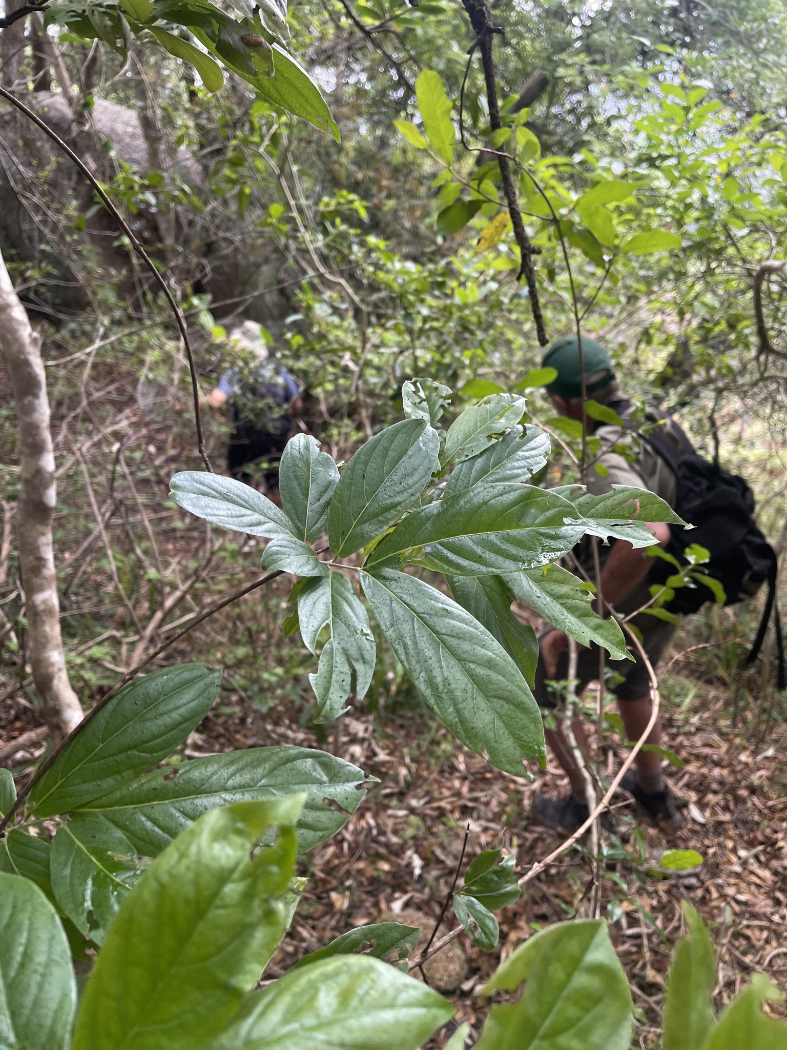 Imagem de Escova-de-macaco