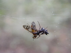 Micrathena cubana