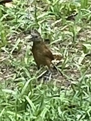 Tachyphonus coronatus