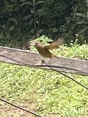 Tachyphonus coronatus