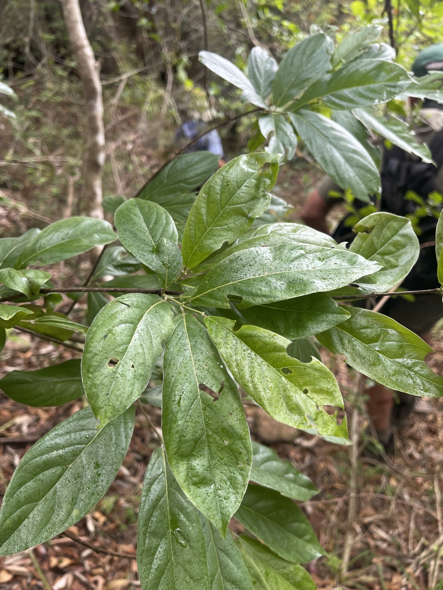 Imagem de Escova-de-macaco
