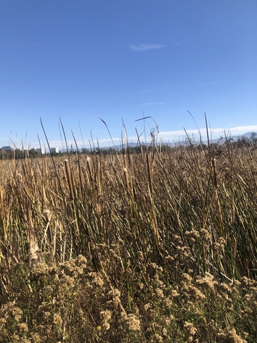 iNaturalist observation photo of southern cattail
