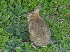 Oryctolagus cuniculus