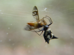 Micrathena cubana