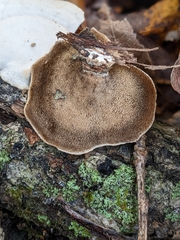 Mycorrhaphium adustum
