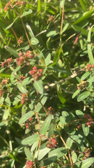 Euphorbia nutans