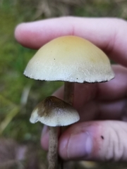 Hypholoma capnoides
